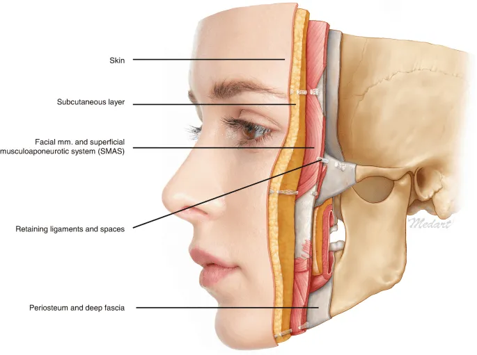 anatomie-couches-visage