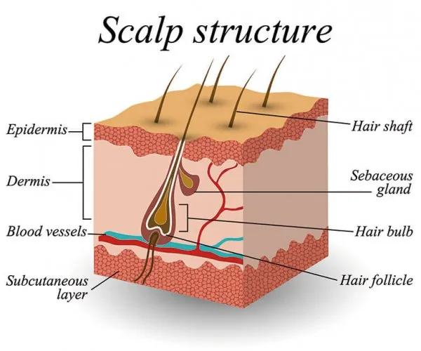 scalp-structure