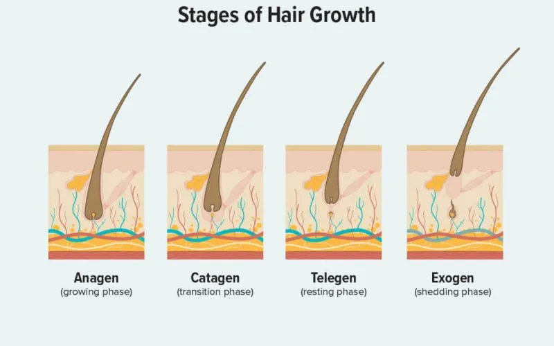 stages-of-hair-growth